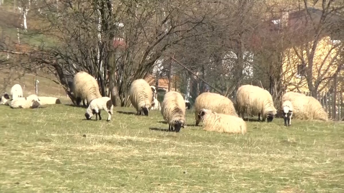 U OPĆINI VOGOŠĆA NISU ZABILJEŽENI NOVI SLUČAJEVI BRUCELOZE