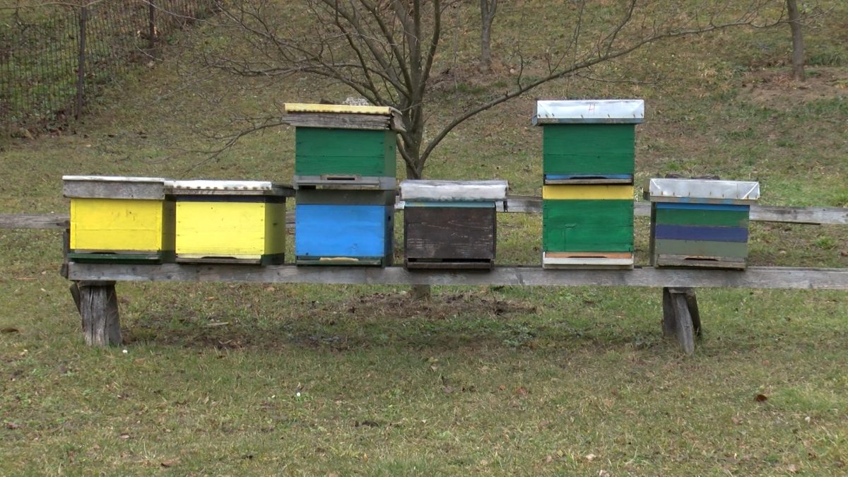 PČELARI SE PRIPREMAJU ZA PREDSTOJEĆU SEZONU