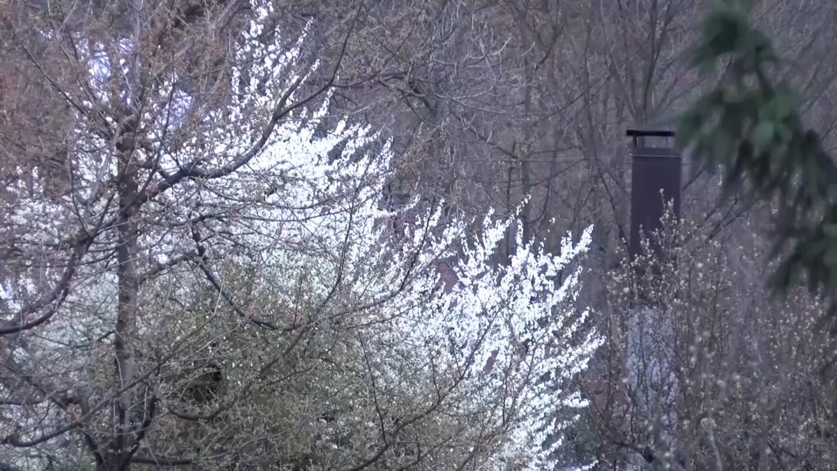 PROLJETNE ALERGIJE I KAKO IH MOŽEMO UBLAŽITI