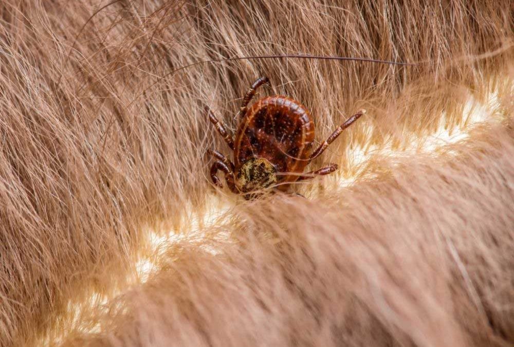 KRPELJI KOD ŽIVOTINJA: NAJOPASNIJI VANJSKI PARAZITI