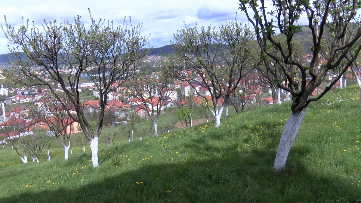 PROLJEĆE NA IMANJU BAKIRA CRVENJKA