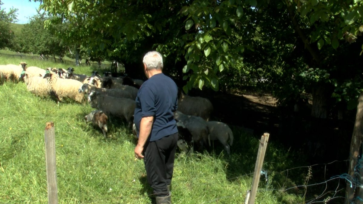 PRODAJA KURBANA NA IMANJU MUHAMEDA SOFTIĆA VIŠEGODIŠNJA JE TRADICIJA