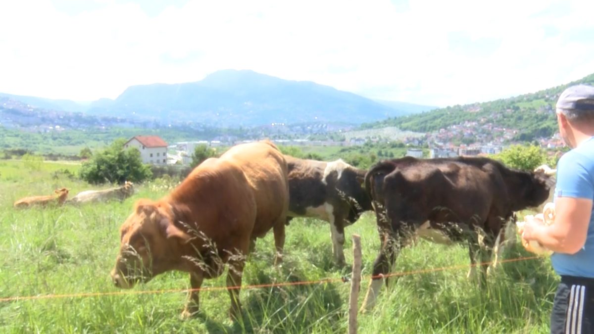 STOČARSTVO U PORODICI SEMIĆ NA KOBILJOJ GLAVI JE VIŠEDECENIJSKA TRADICIJA