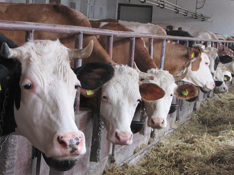 URAĐENA EUTANAZIJA KRAVA OBOLJELIH OD BRUCELOZE: ČEKA SE NALAZ PREOSTALIH GRLA SA ISTE FARME