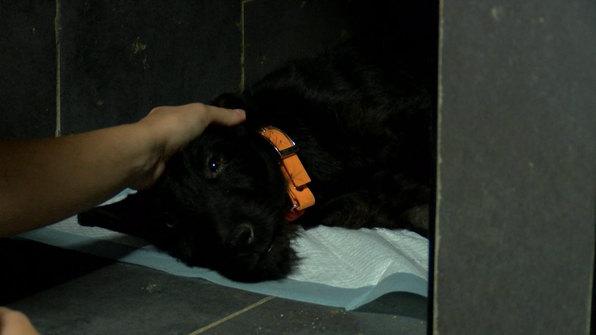 NASTAVLJEN PROJEKAT STERILIZACIJE I VAKCINACIJE PASA LUTALICA