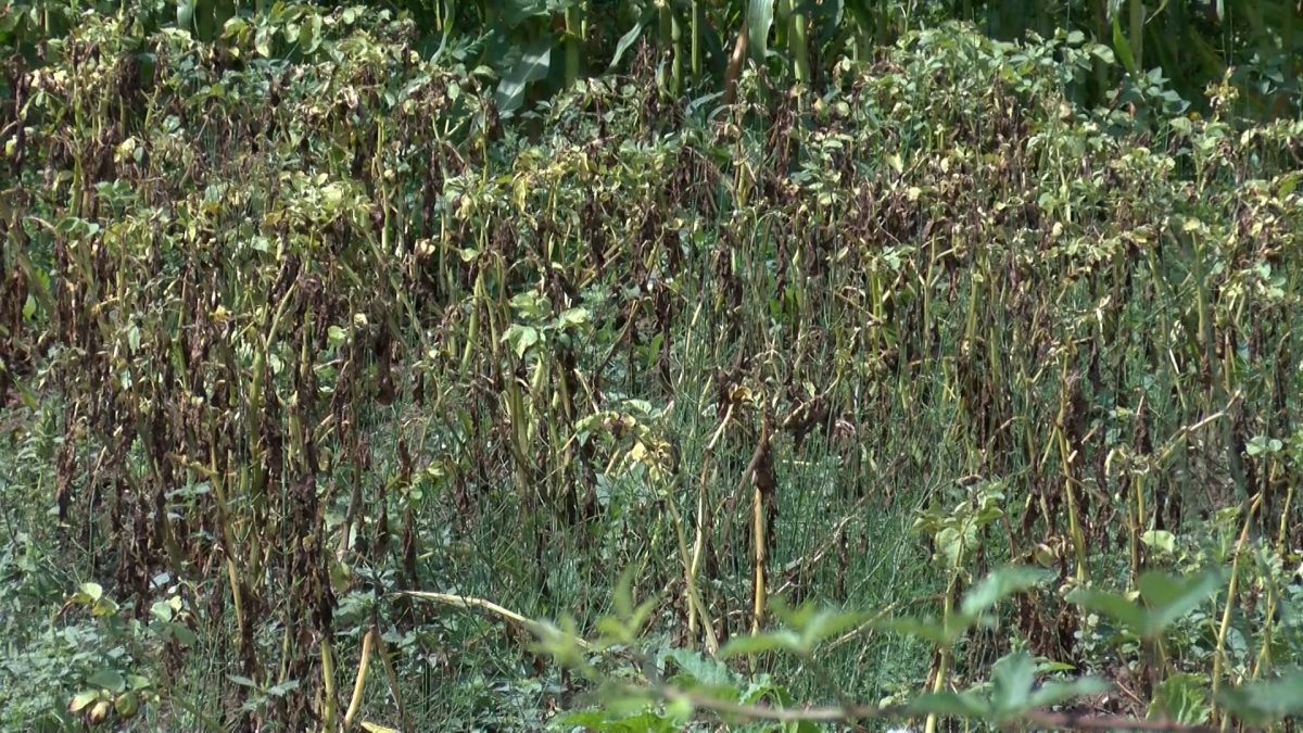 DUGOTRAJNA SUŠA POLJOPRIVREDNICIMA NAPRAVILA OGROMNE ŠTETE