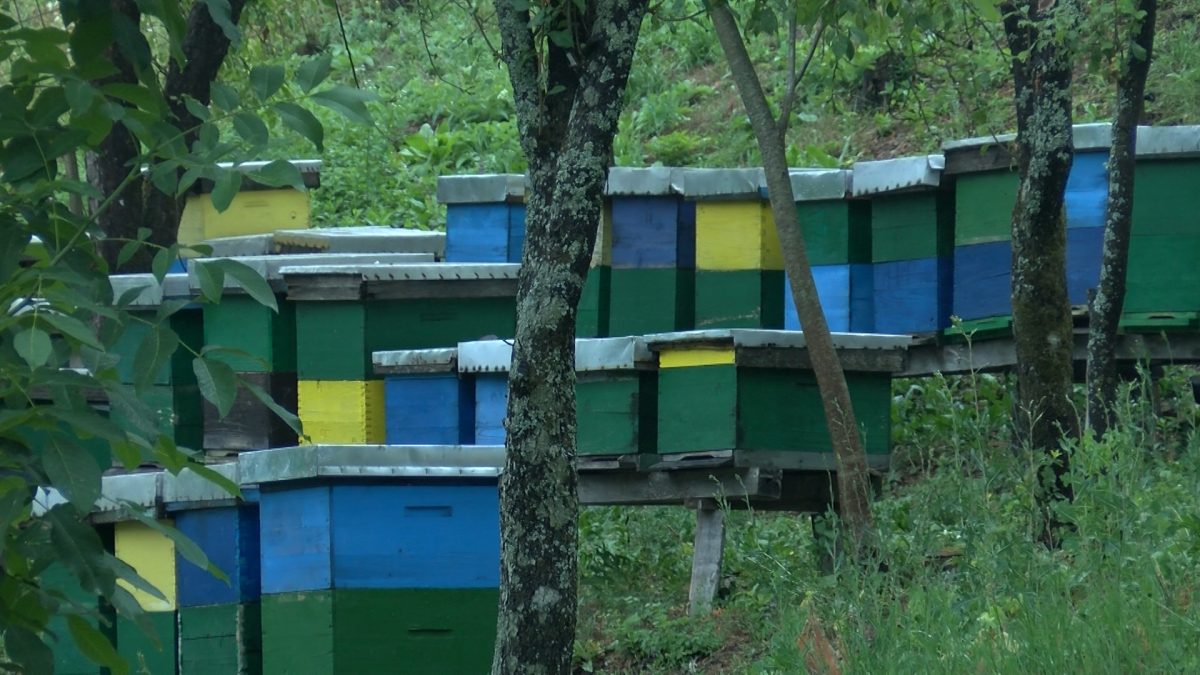 PČELARI OVE SEZONE MOGU BITI ZADOVOLJNI PRINOSIMA, ALI I PRIHODIMA OD MEDA