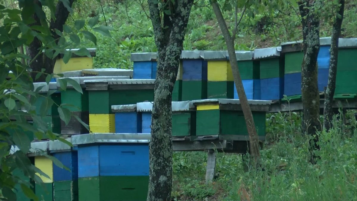 POČELA SEZONA PRIPREME PČELINJIH ZAJEDNICA ZA ZIMOVANJE