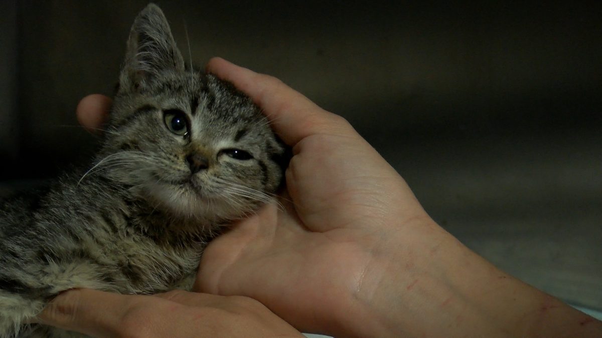 UTICAJ LJETNIH VRUĆINA NA KUĆNE LJUBIMCE I ŽIVOTINJE