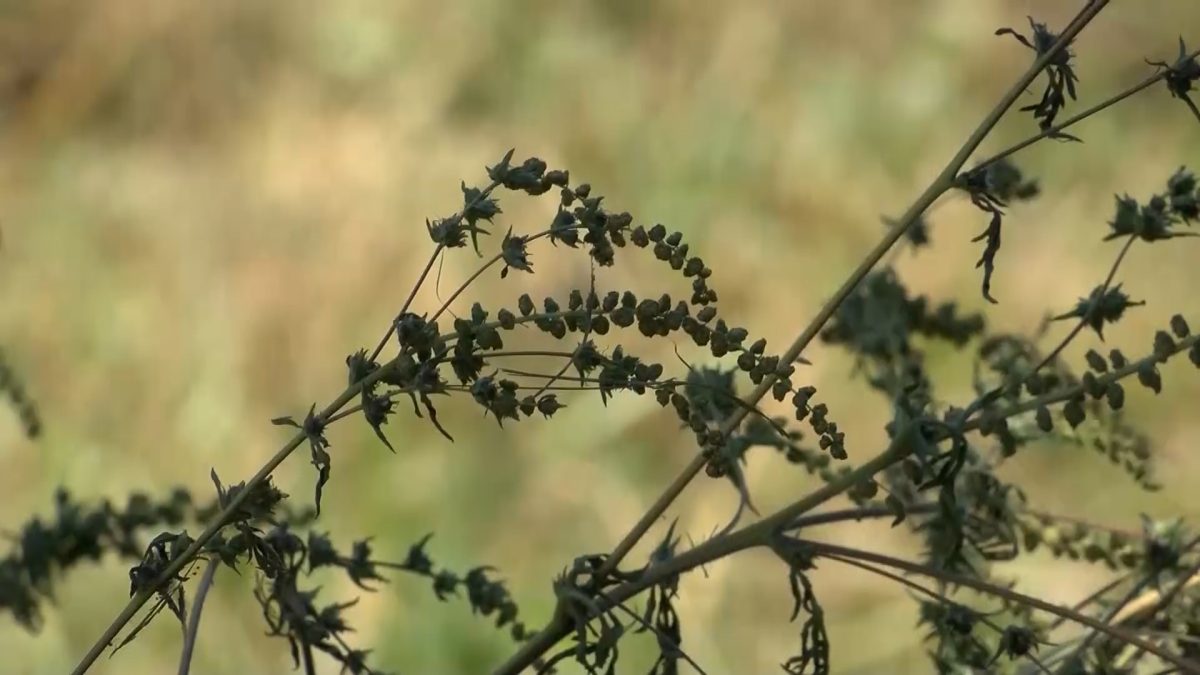 VRIJEME JE CVJETANJA AMBROZIJE