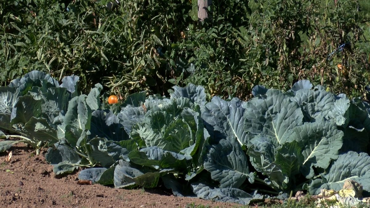 VRIJEME JE ZA JESENJU SJETVU