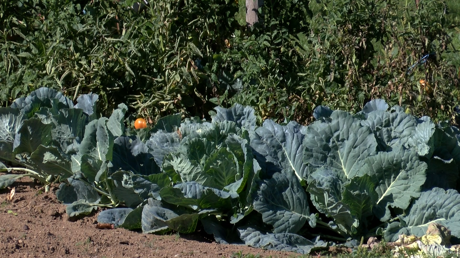 VRIJEME JE ZA JESENJU SJETVU