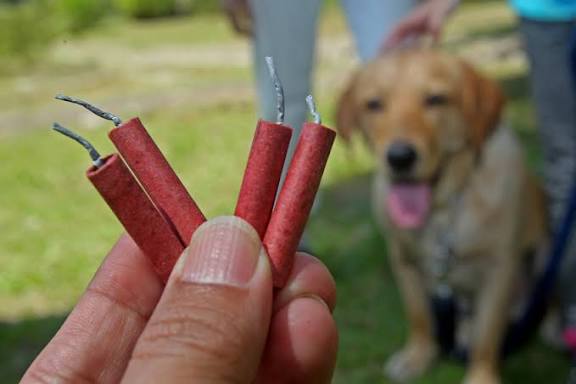 PIROTEHNIKA I PETARDE KOD KUĆNIH LJUBIMACA IZAZIVAJU STRAH