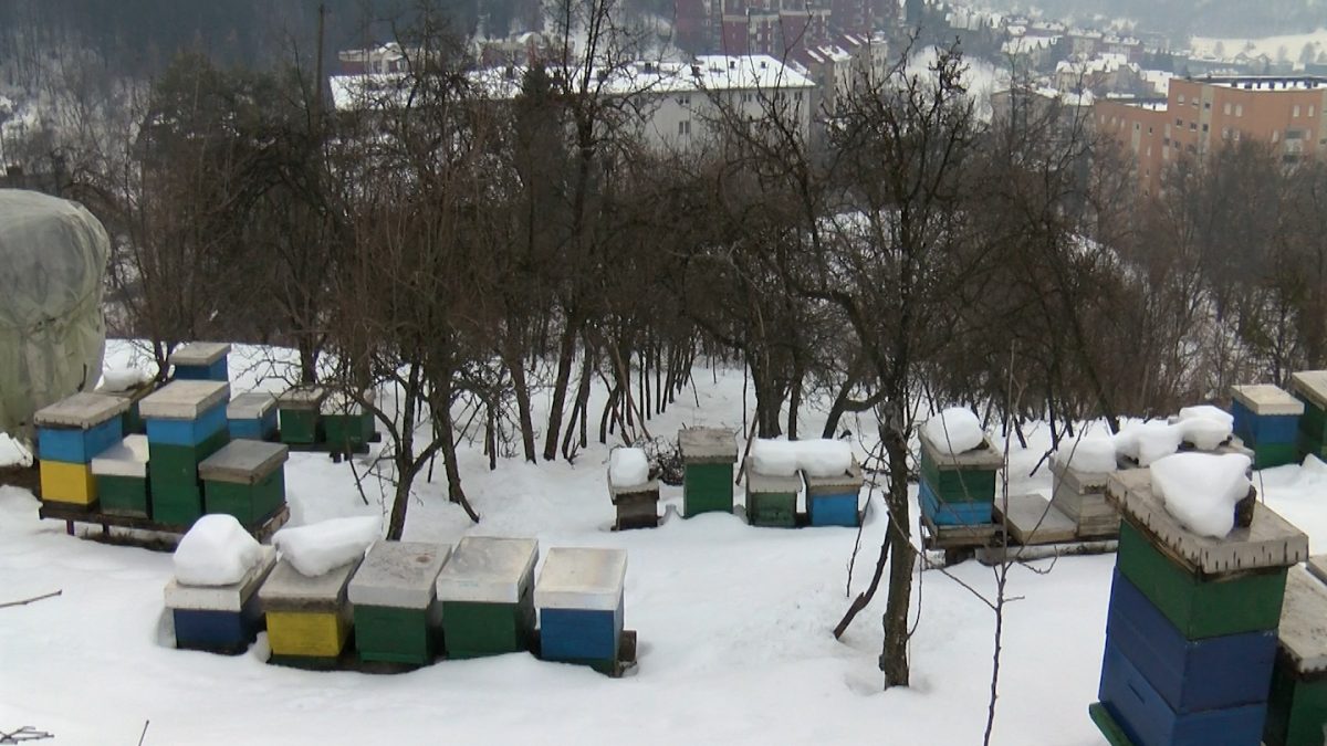 PČELARSTVO U JANUARU, PRIPREME ZA NOVU SEZONU