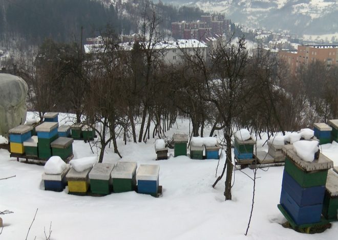 PČELARSTVO U JANUARU, PRIPREME ZA NOVU SEZONU
