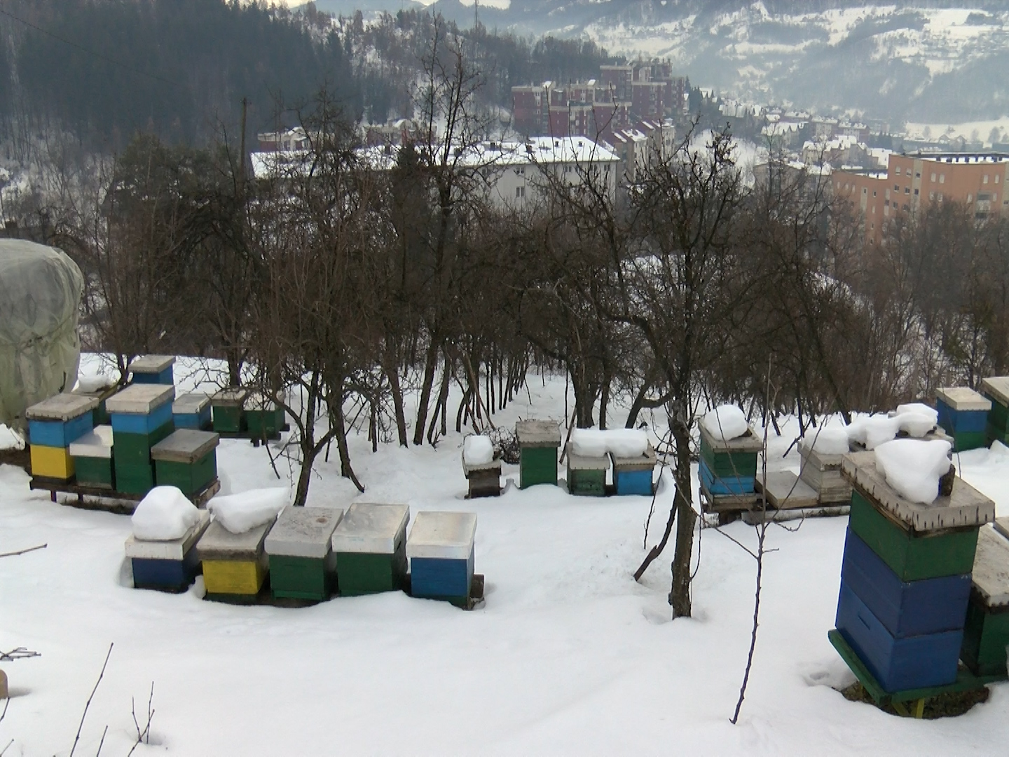 PČELARSTVO U JANUARU, PRIPREME ZA NOVU SEZONU