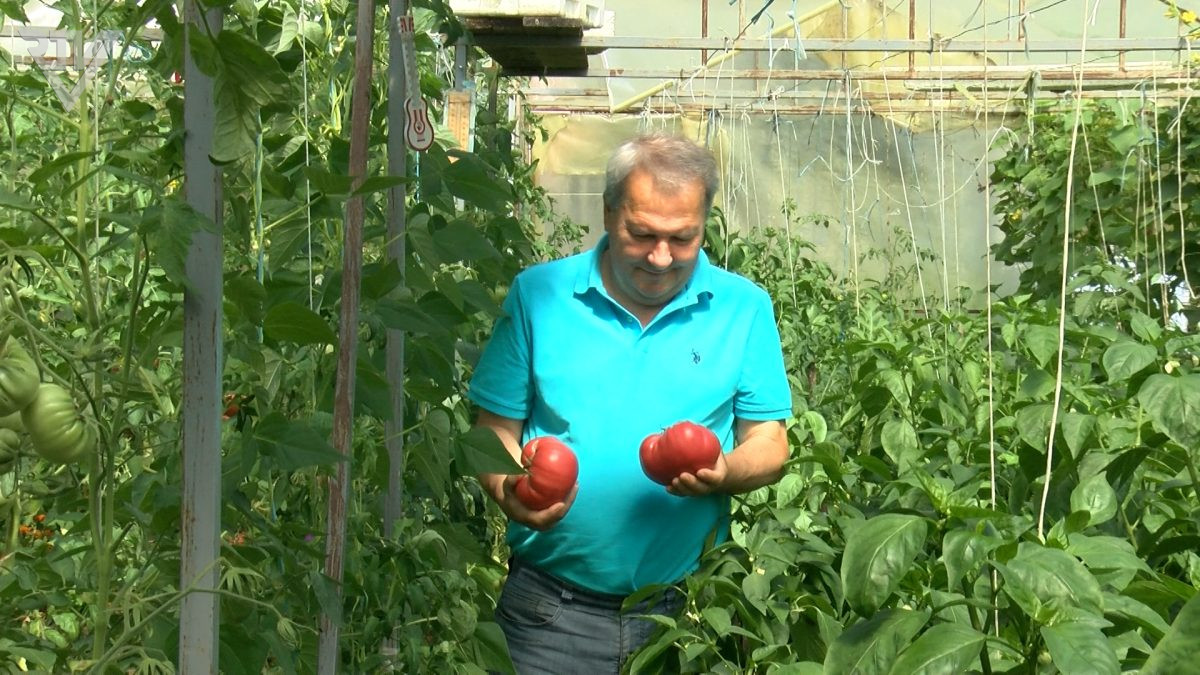 OD TRUDA DO KVALITETNOG URODA – POSJETA PLASTENIKU JUKE IBRAHIMOVIĆA